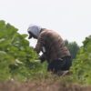 Les travailleurs étrangers temporaires à l’Île-du-Prince-Édouard : un appel urgent à une protection contre les violences sexuelles