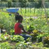 un jardin communautaire pour célébrer la culture noire et la sécurité alimentaire